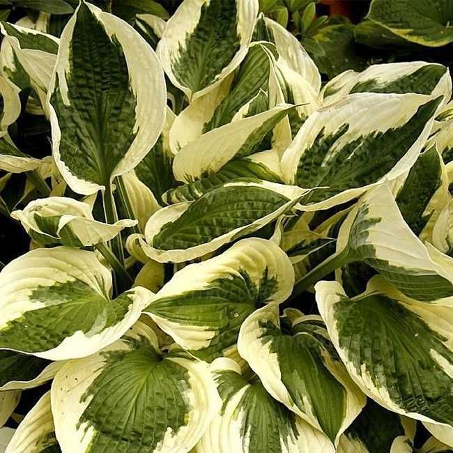 Hosta, Patriot  Mrozoodporna do -40 stopni