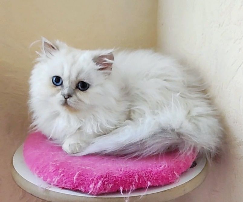 Клубный мальчик шиншиллка поинт хайленд