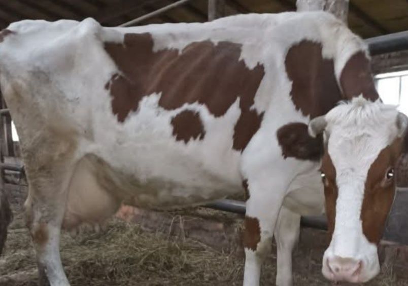 Продам породисту корову