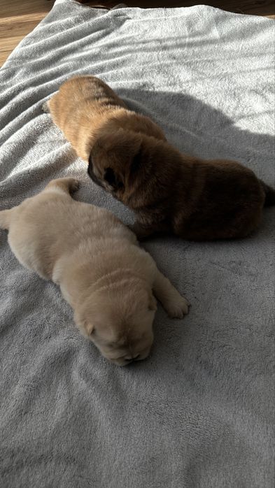 Chow chow, suczka, podkrpacie