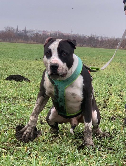 Пит бультерьер  Одесса !