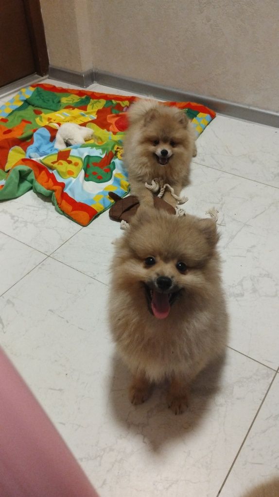 Szpic miniaturowy piesek pomeranian boo