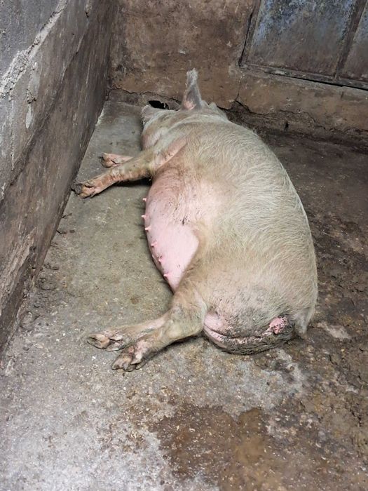 Vende-se porcas prenhas