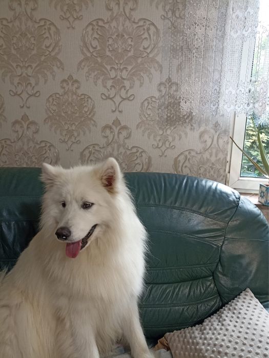 Szczenię Samoyed