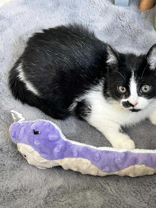 Hakuna Matata, czyli Timon i Pumba mogą zamieszkać w Twoim domu