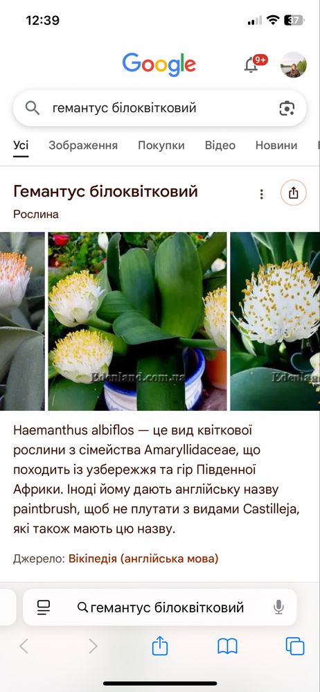 Гамантус білоквітковий