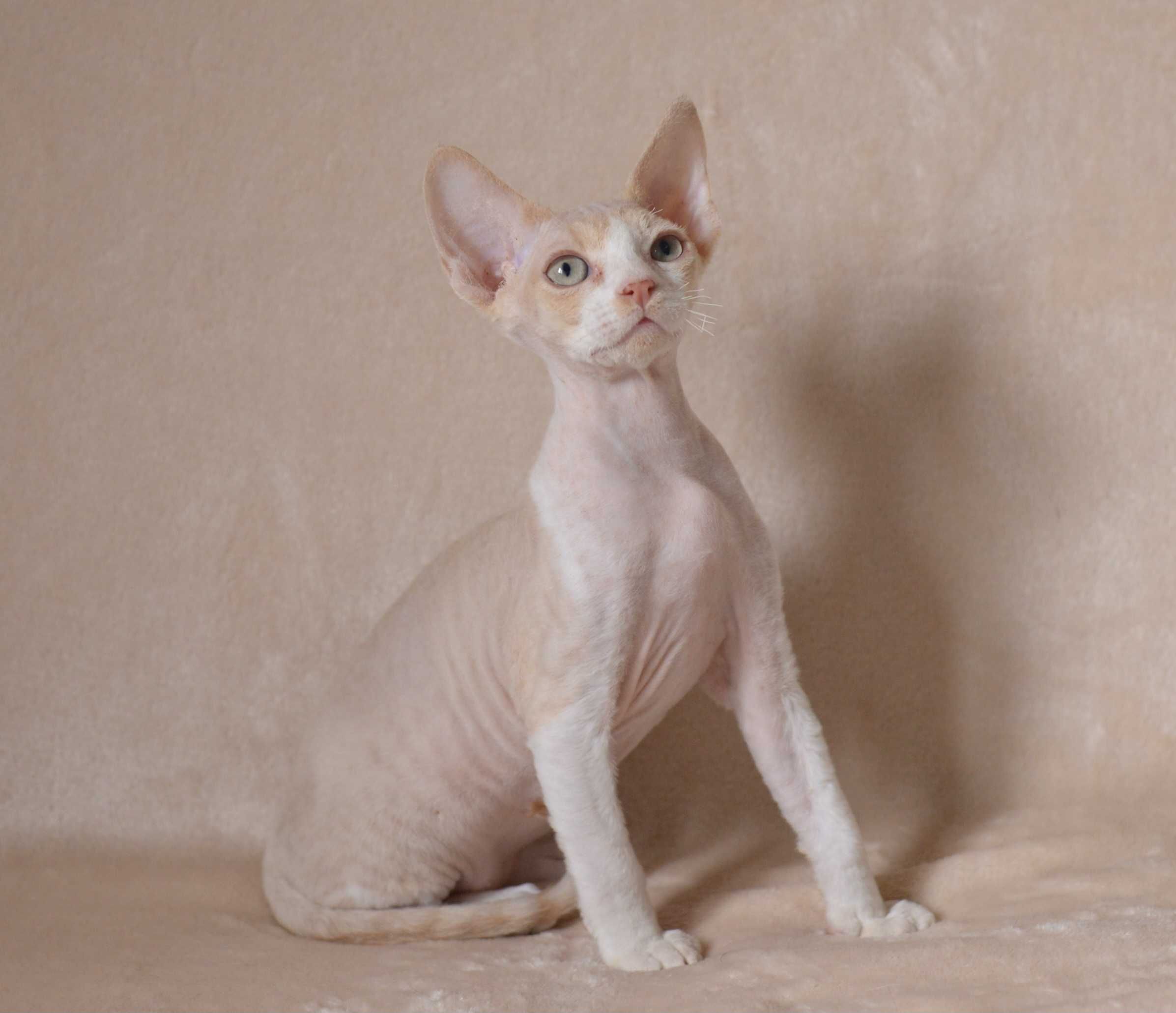 Devon rex Kremowy kocurek z bielą FPL