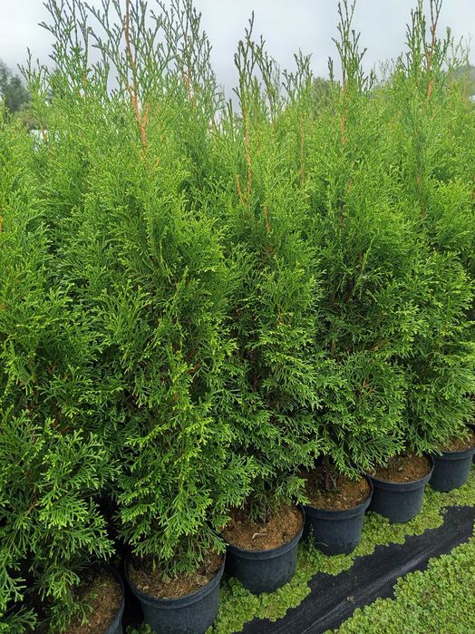 tuja szmaragd, drzewka, krzewy, rośliny, sadzonki