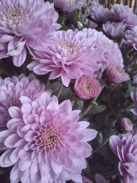 Chryzantemy na święto zmarłych