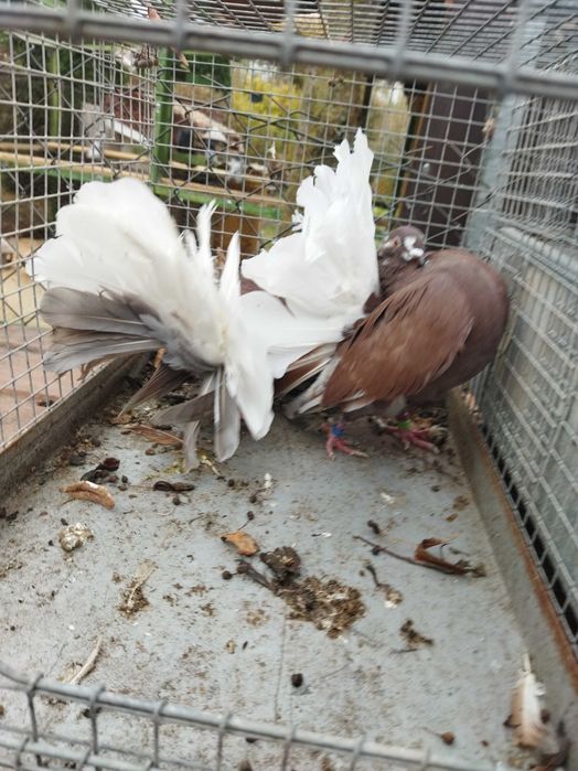 Gołębie pawiki młode i stare