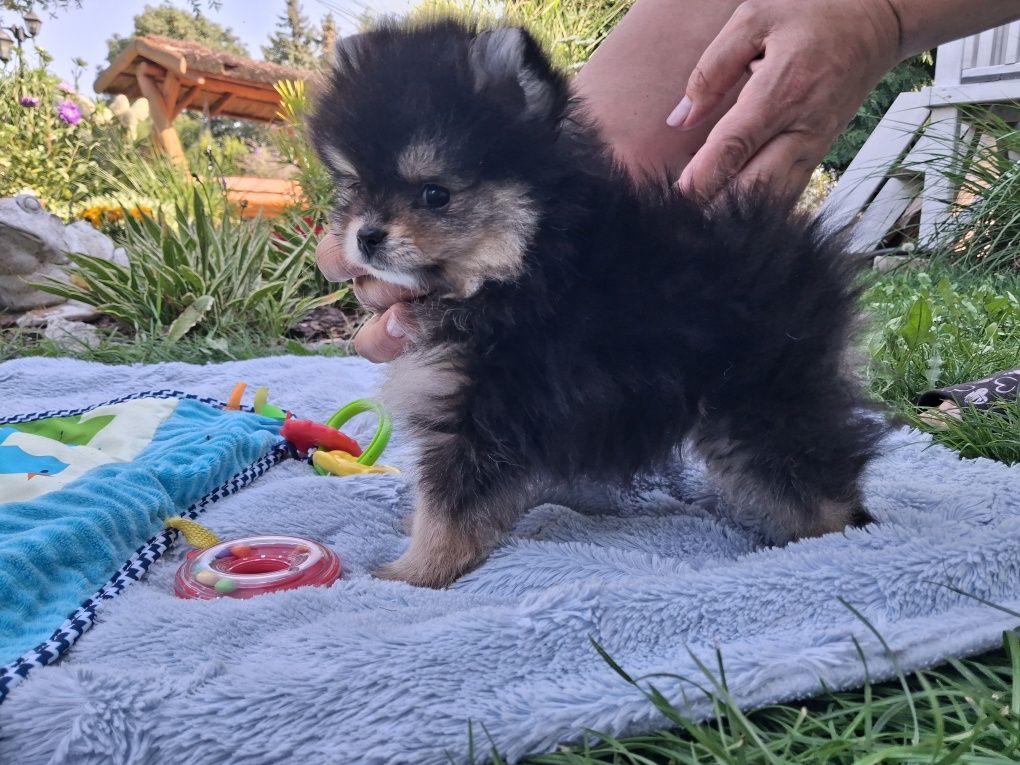 Sliczny szczeniaczek  pomeranian szpic miniaturowy