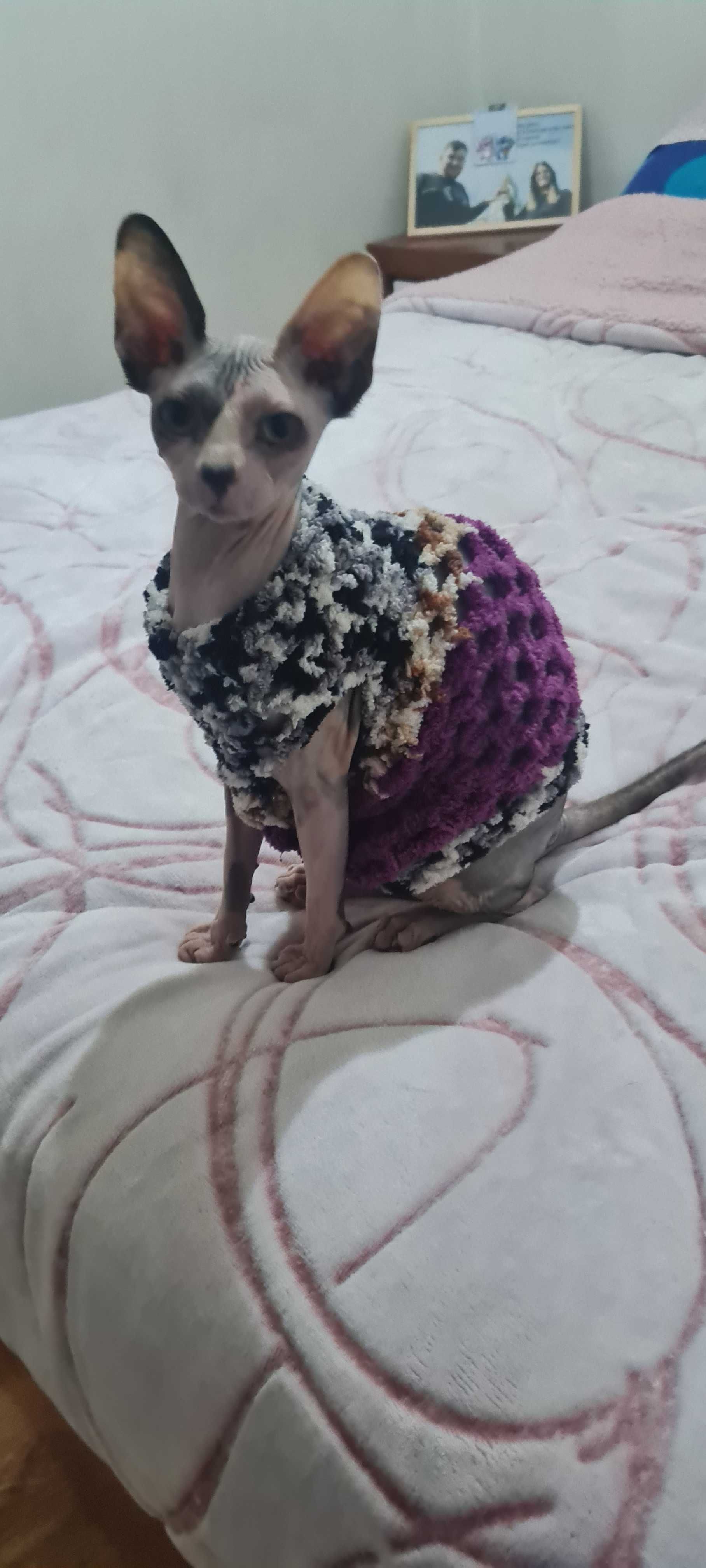Gatinha Sphynx tricolor