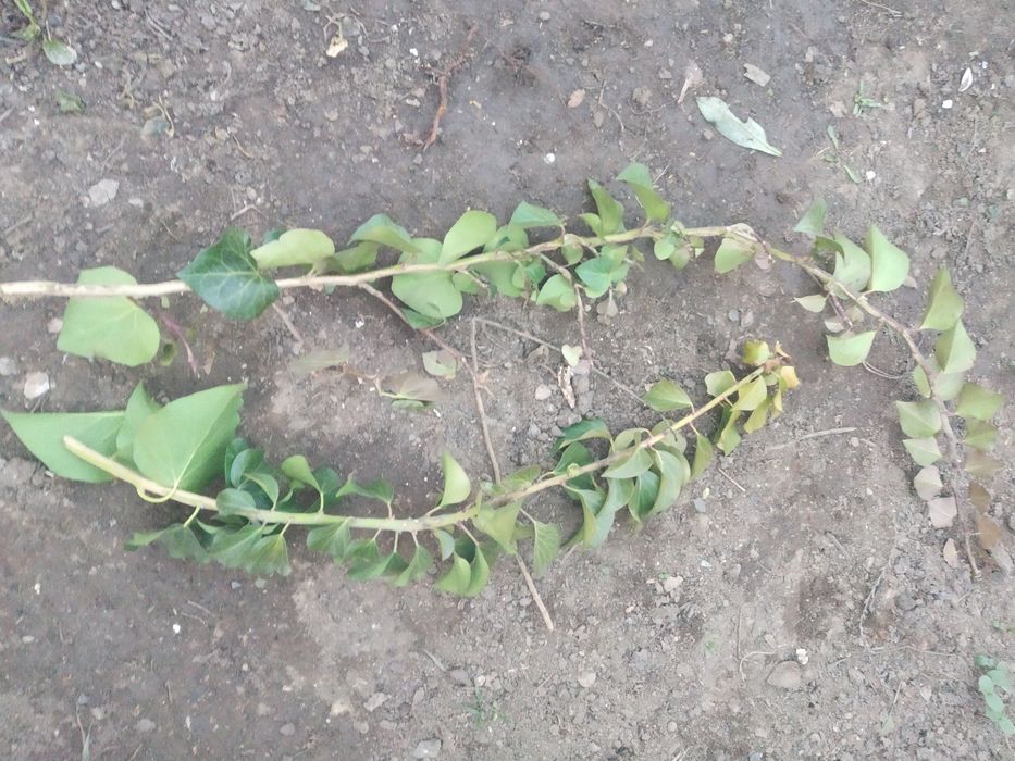 Плющ садовый, зимующий, Жимолость