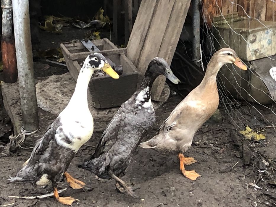 Kaczki biegusy indyjskie