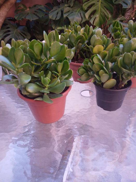 Planta do dinheiro