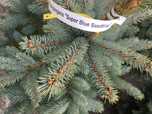 Świerk srebrny(Picea pungenes super blue seeding)