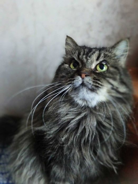 Пушистая красивая кошка Марфуша, 6-7 лет, стерилизована
