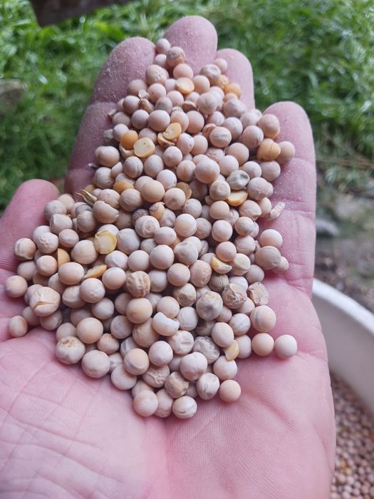 Sprzedam groch batut.