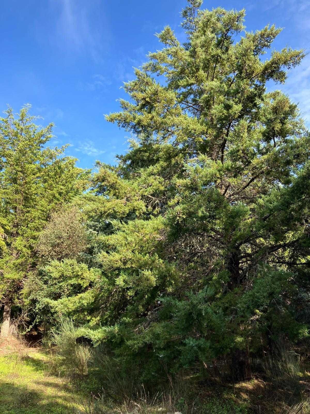 24 hectares de Cupressus para abate
