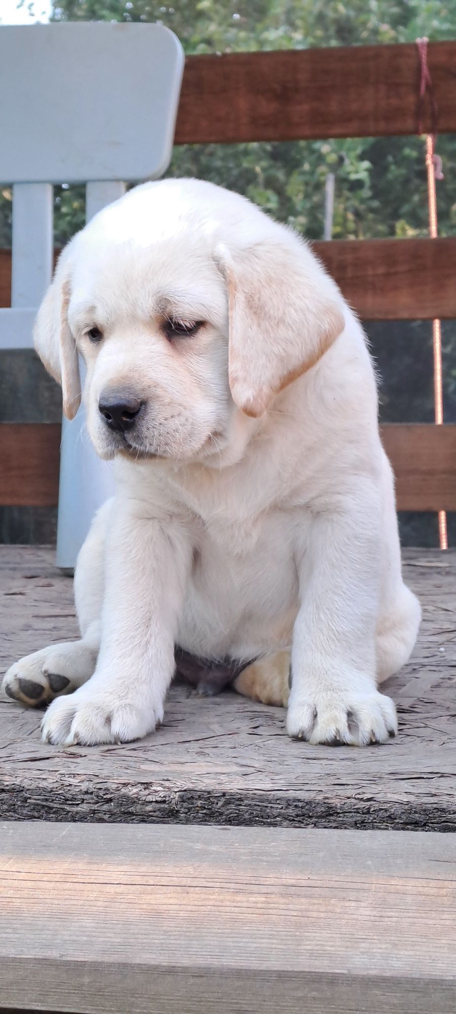 Labrador retriever
