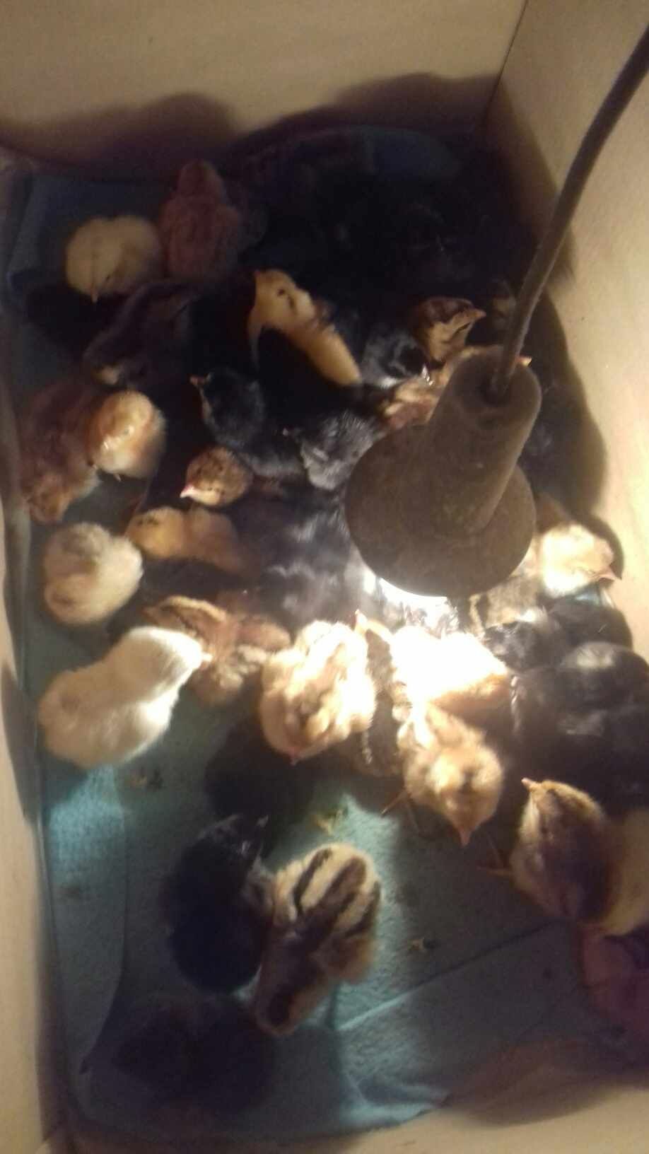 Sprzedam kurczaki klute z kolorowych jaj