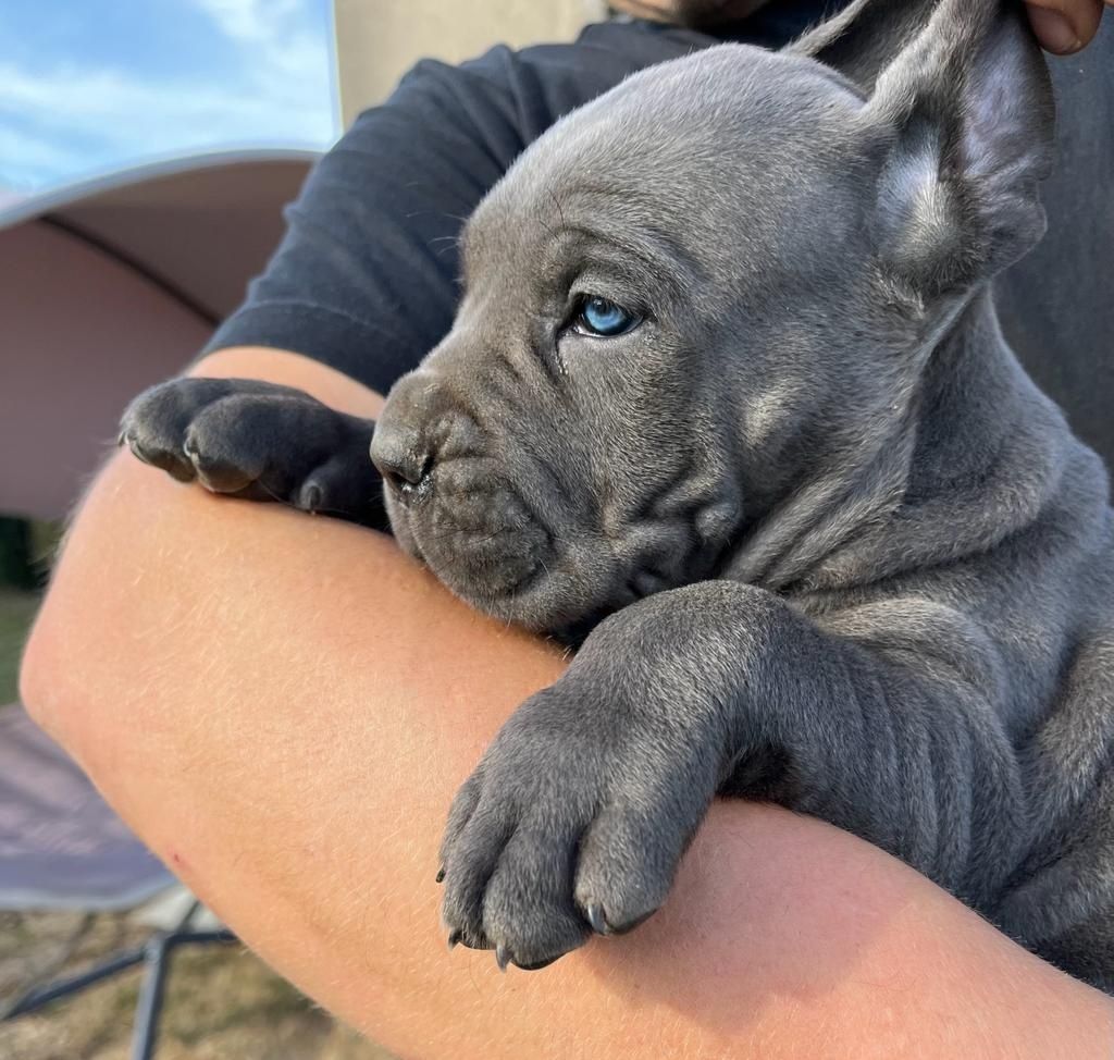 Cane Corso Mocny Pies