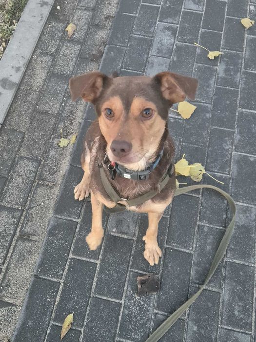 Młody, wesoły, średniej wielkości pies szuka domu.