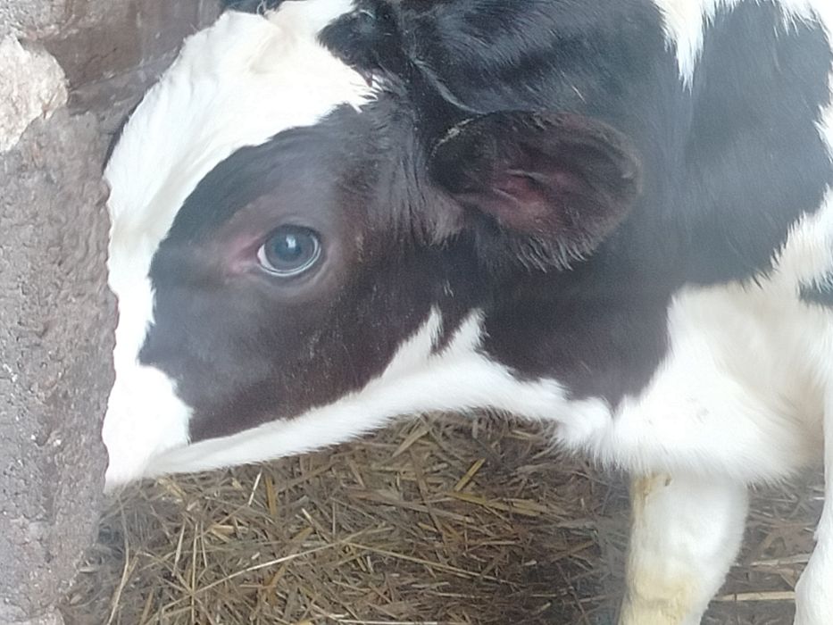 Byczek jałówka  cielak ciele