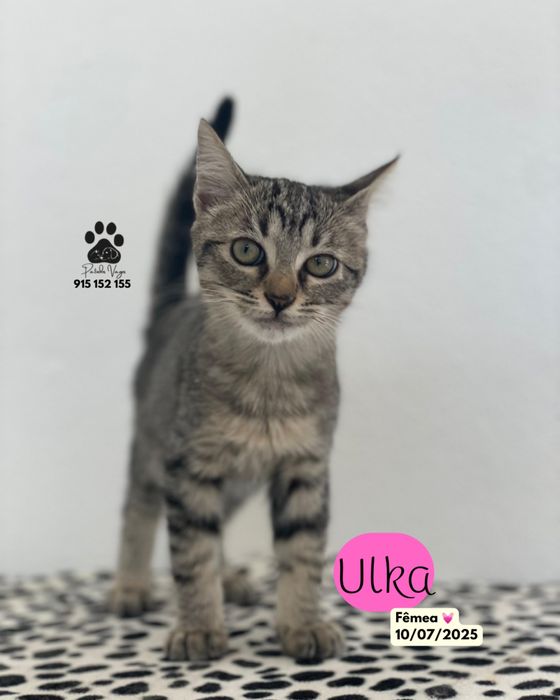 Gatinha tigrada para adoção ( Ulka)