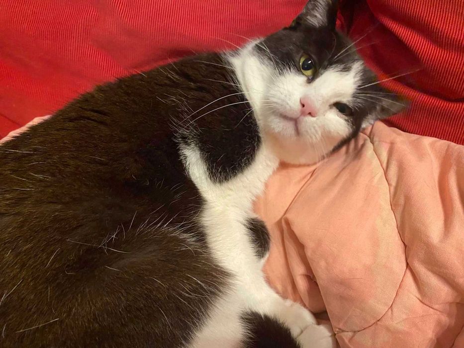 Cudowna Marylka szuka domku na zawsze