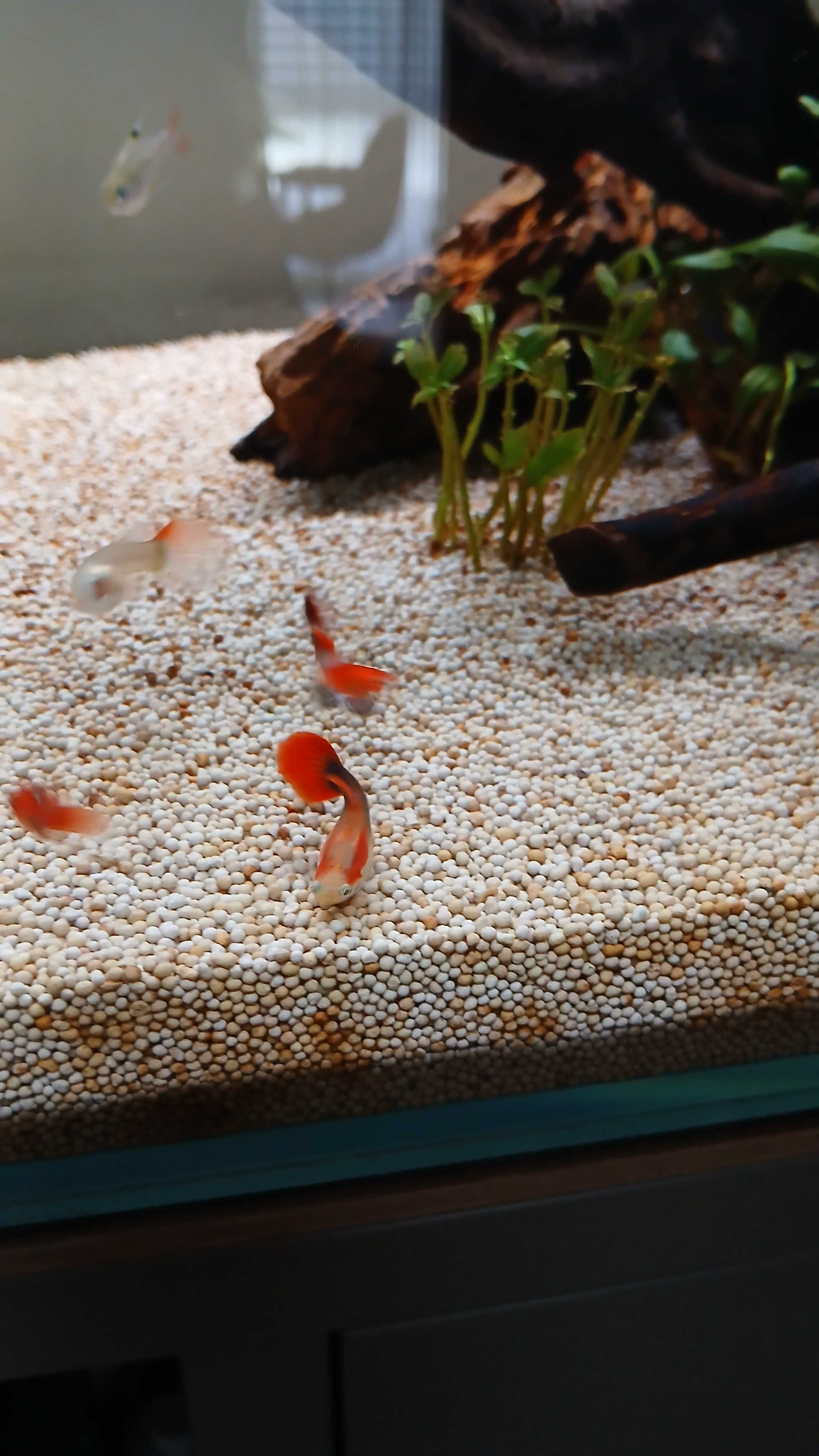 2 guppy macho rabo vermelho