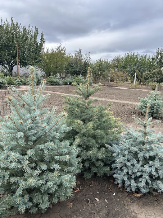 Голубая и зеленая ель