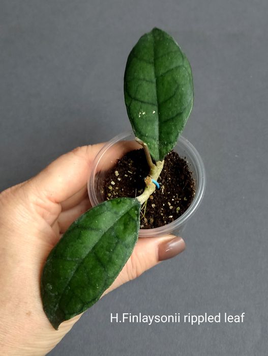 Хойя. Вкорінені Juannguoana,SilverMoon,lyiChina,Elliptica,Finlaysonii