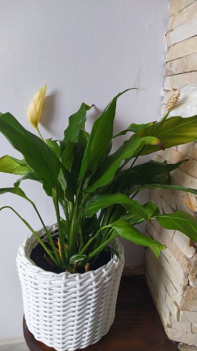 Вазон спатифіліум