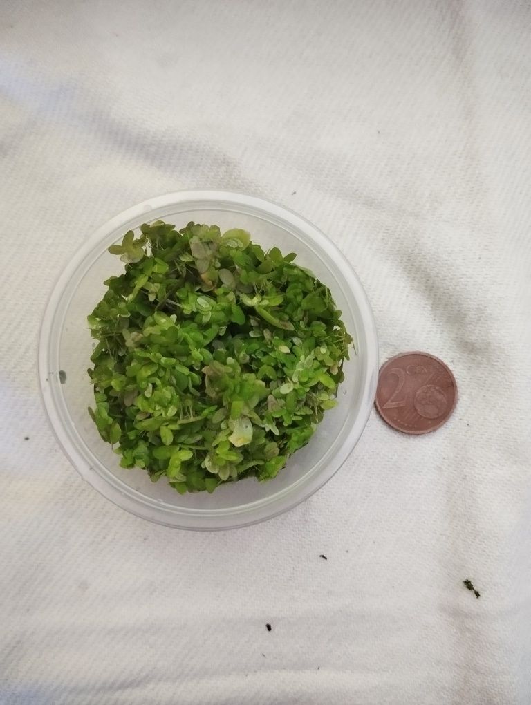 Planta aquário - Duckweed