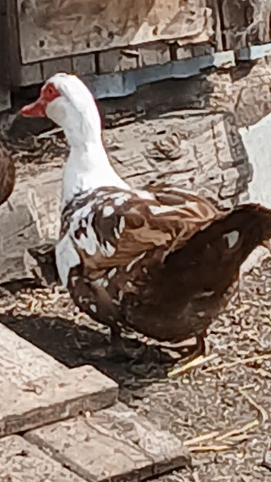 Мускусние утки годували.