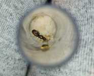 Q Lasius brunneus