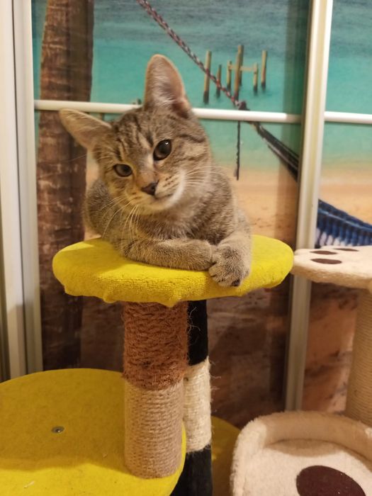 5 miesięczny kocurek szuka domu niewychodzącego