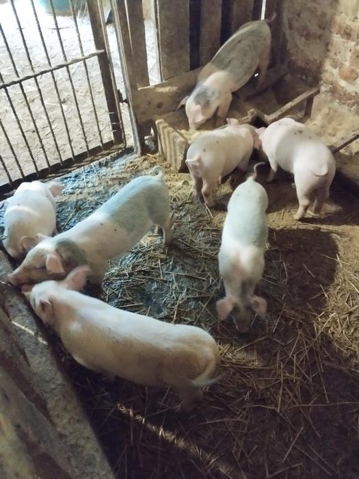 Продам свиней Петрен, Ландрас