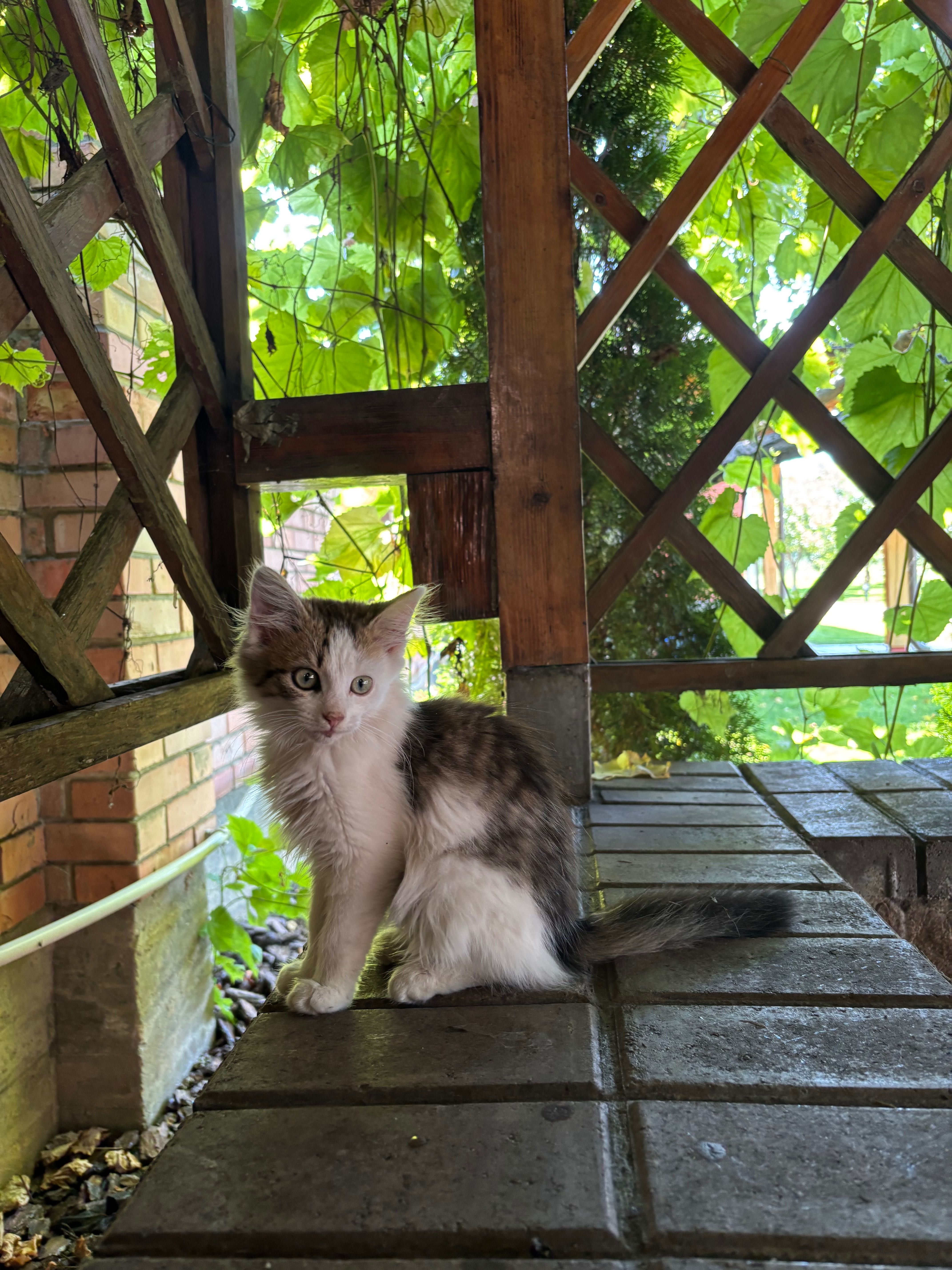 Кошеня Ляля в добрі руки