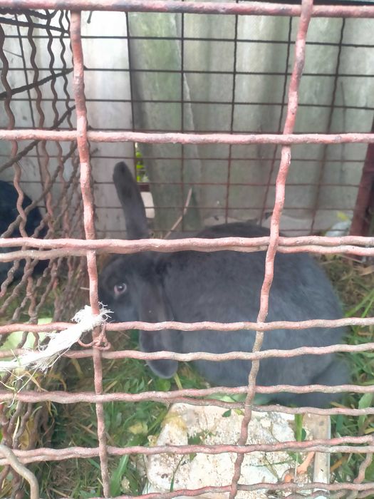 Króliki do hodowli lub tuszki