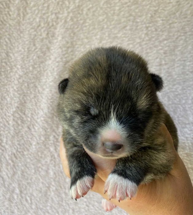 AKITA INU Japońska suczka szczeniak z metryką FCI ZKwP o/Rybnik