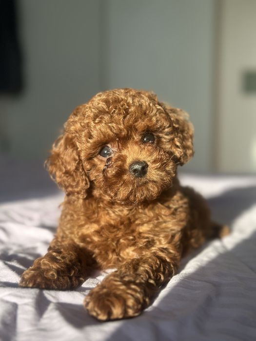 VIP девочка Той пуделя беби фейс мордочка