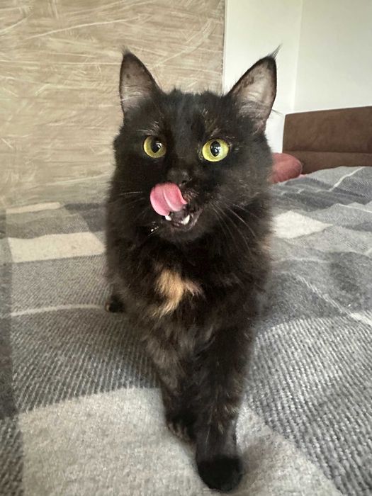 Красивая и Ласковая Девочка Шерри - 1 год, Стерилизована