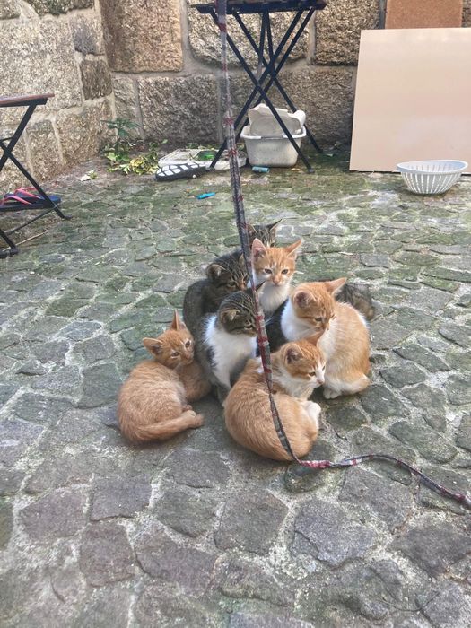 Gatinhos bebes para adocao