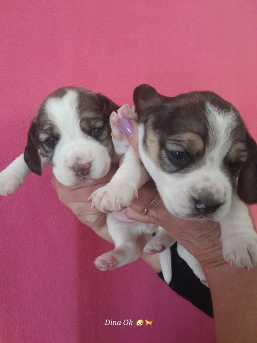 Дітки бігля, бронь