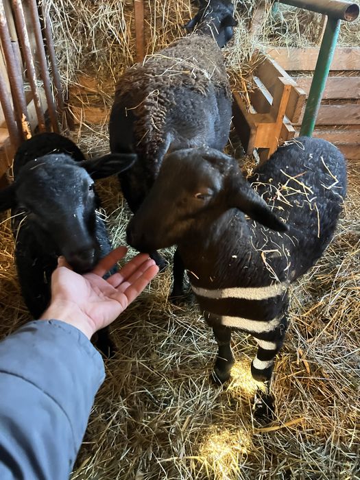 Owieczka i tryczek rasy mięsno-wełnistej Nolana – oswojone, owce owca