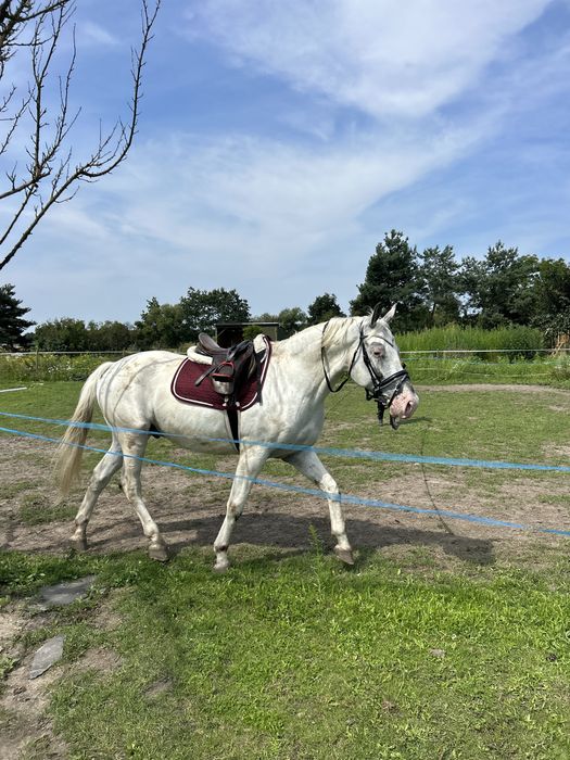 5 letni wałach / siwy tarant