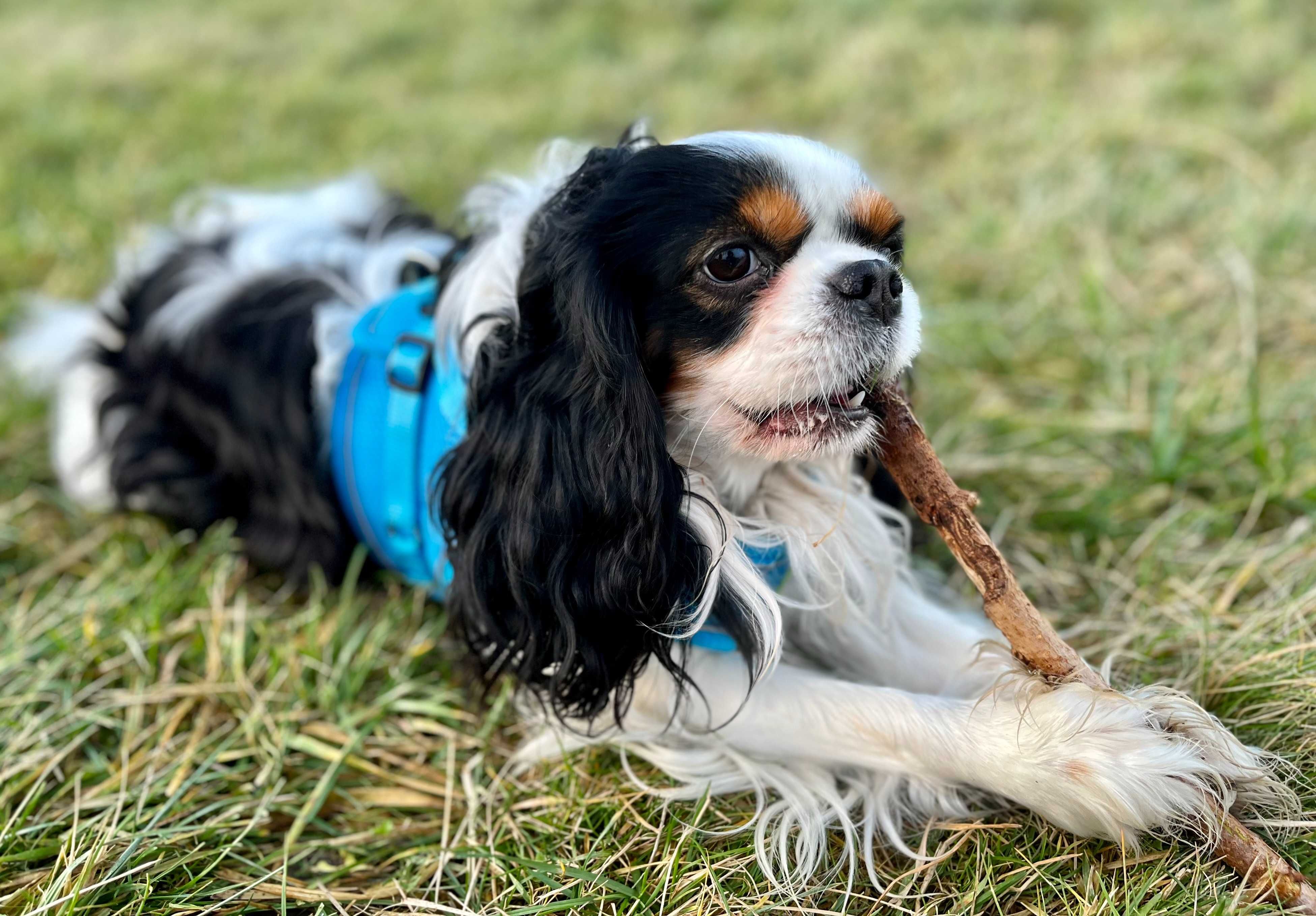 Cavalier King Charles Spaniel - reproduktor SWKiPR z bad. genetycznymi