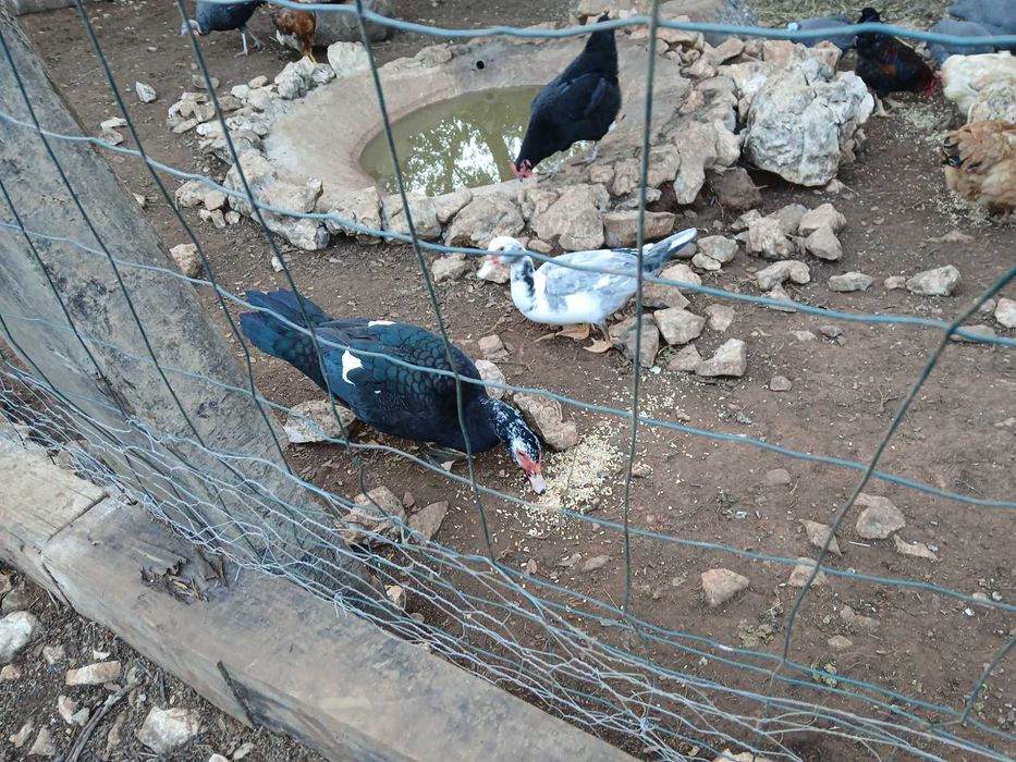 Casal de patos moudos